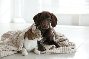 pet custody Florida divorce